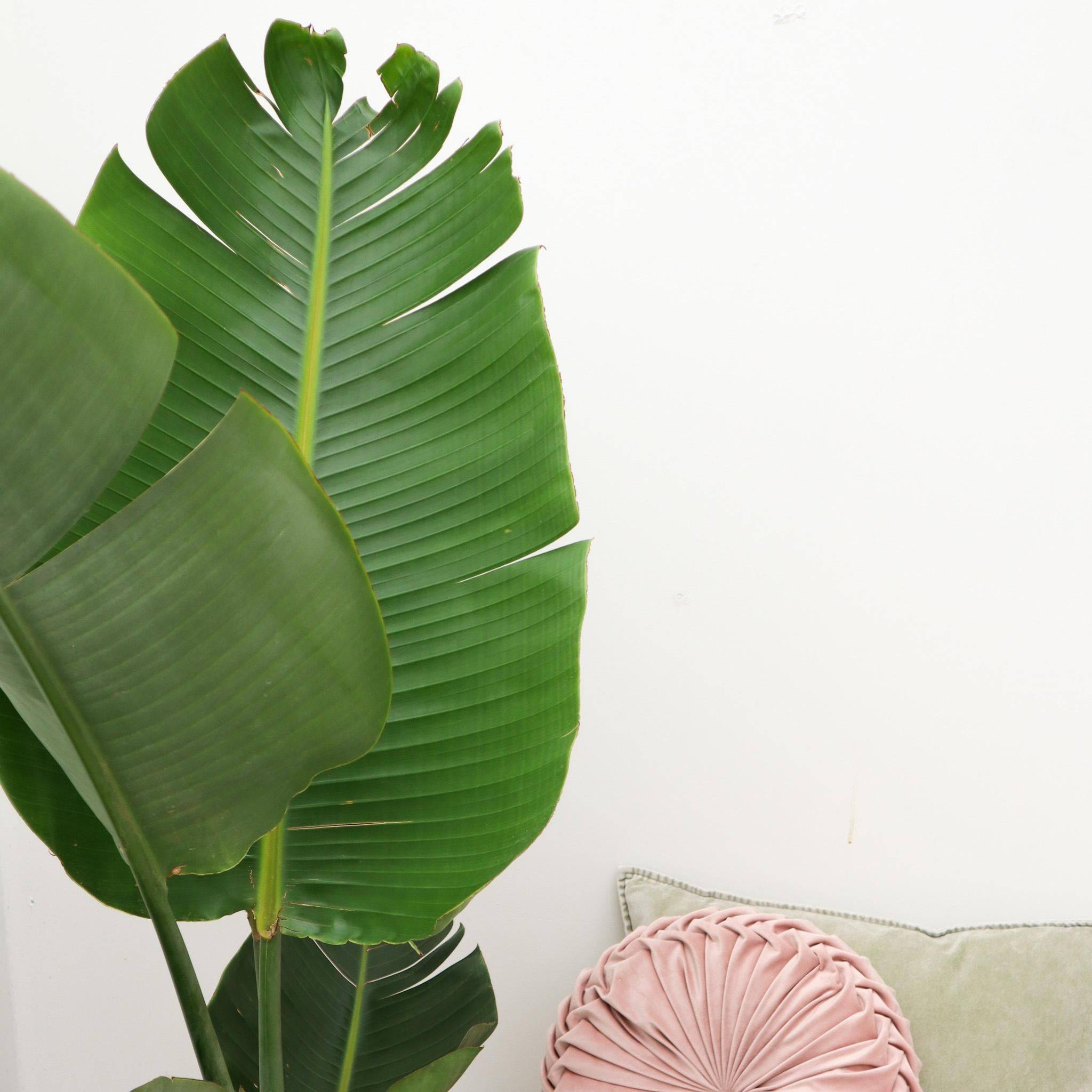 La Green Touch - Strelitzia Augusta - D27 H180cm - Image 3