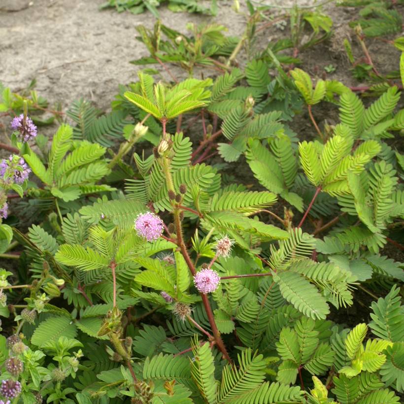 Graines de Mimosa pudica - Sensitive le sachet de 100 graines environ (0,5g)