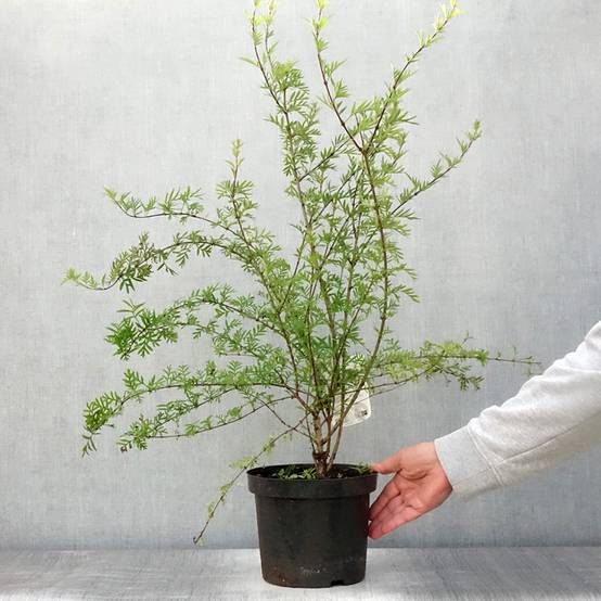 Lilas afghan - Syringa afghanica Pot de 4L/5L - Image 2