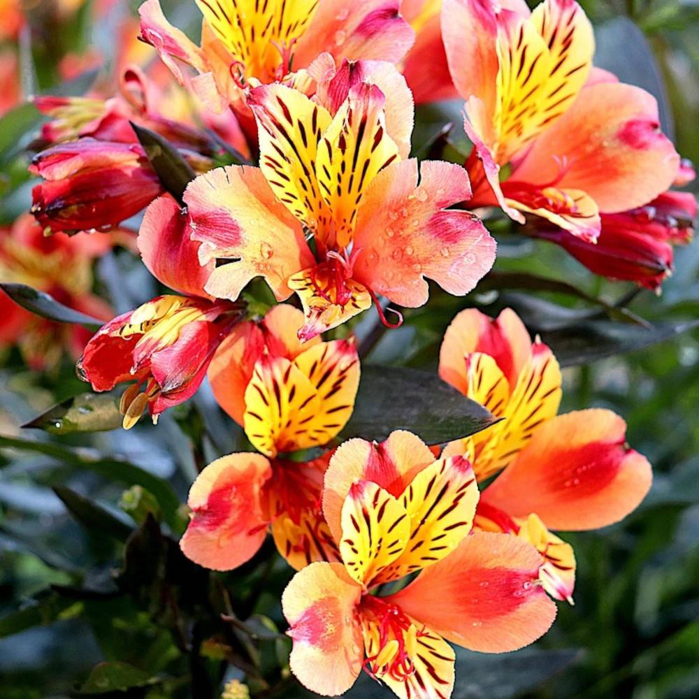 Alstrœmères Summer Breeze, Lis des Incas à fleurs Jaune/Orange - feuillage Semi-Persistant - Pot de 3L - 20/40 cm