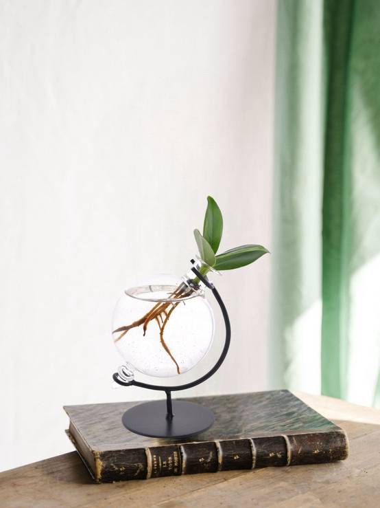 Clusia en Hydroculture Support et Vase - D5 H10cm - Image 1