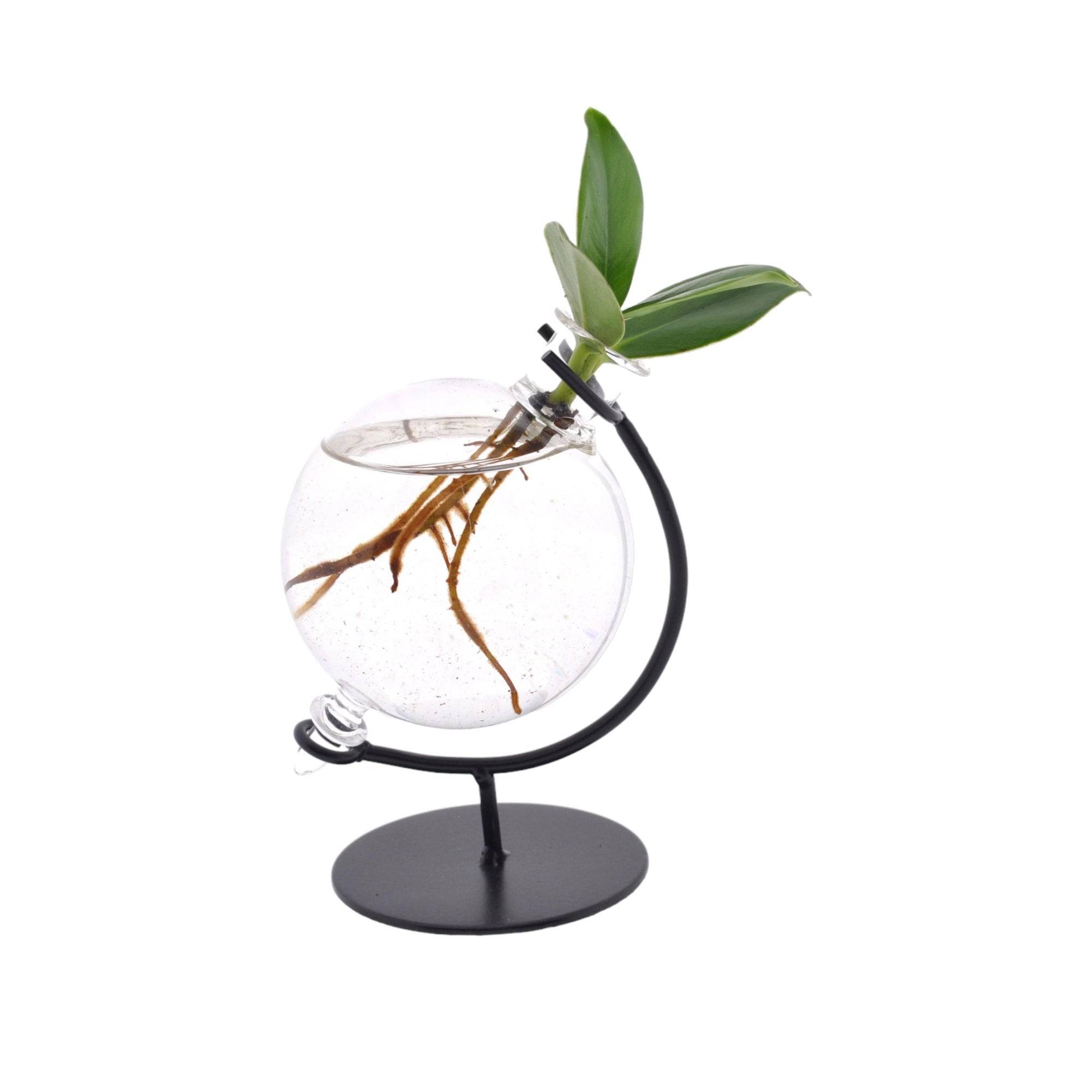 Clusia en Hydroculture Support et Vase - D5 H10cm - Image 2