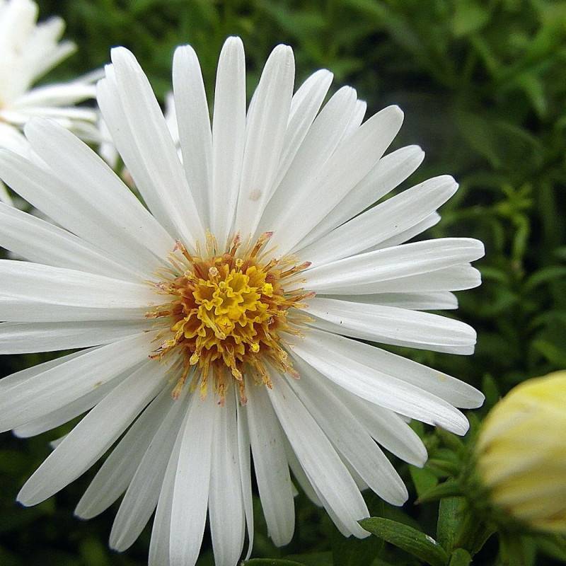 Aster des Alpes White à fleurs Blanche/ - feuillage Caduc - Pot de 3L - 20/40 cm