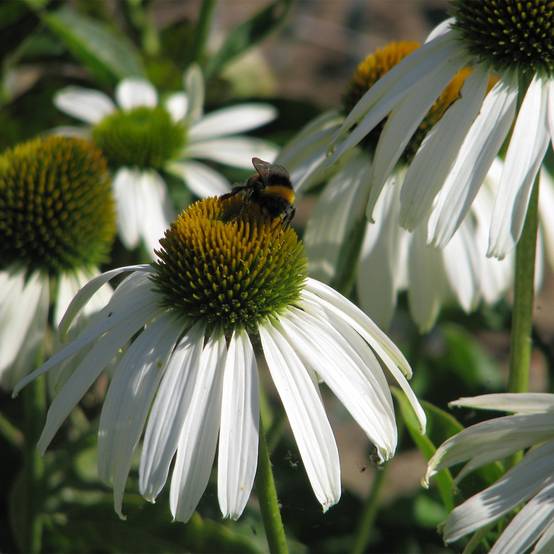 Graines d'Echinacea purpurea White Swan - Rudbeckia pourpre Sachet de 1g