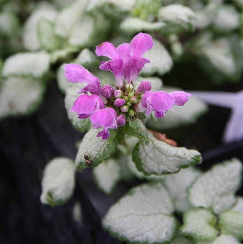 Lamium maculatum Red Nancy - Lamier pourpre Godet de 8/9 cm