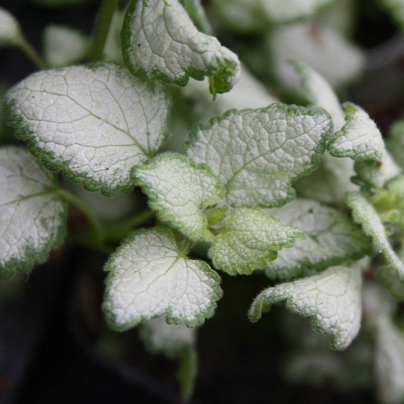 Lamium maculatum Red Nancy - Lamier pourpre Godet de 8/9 cm - Image 2