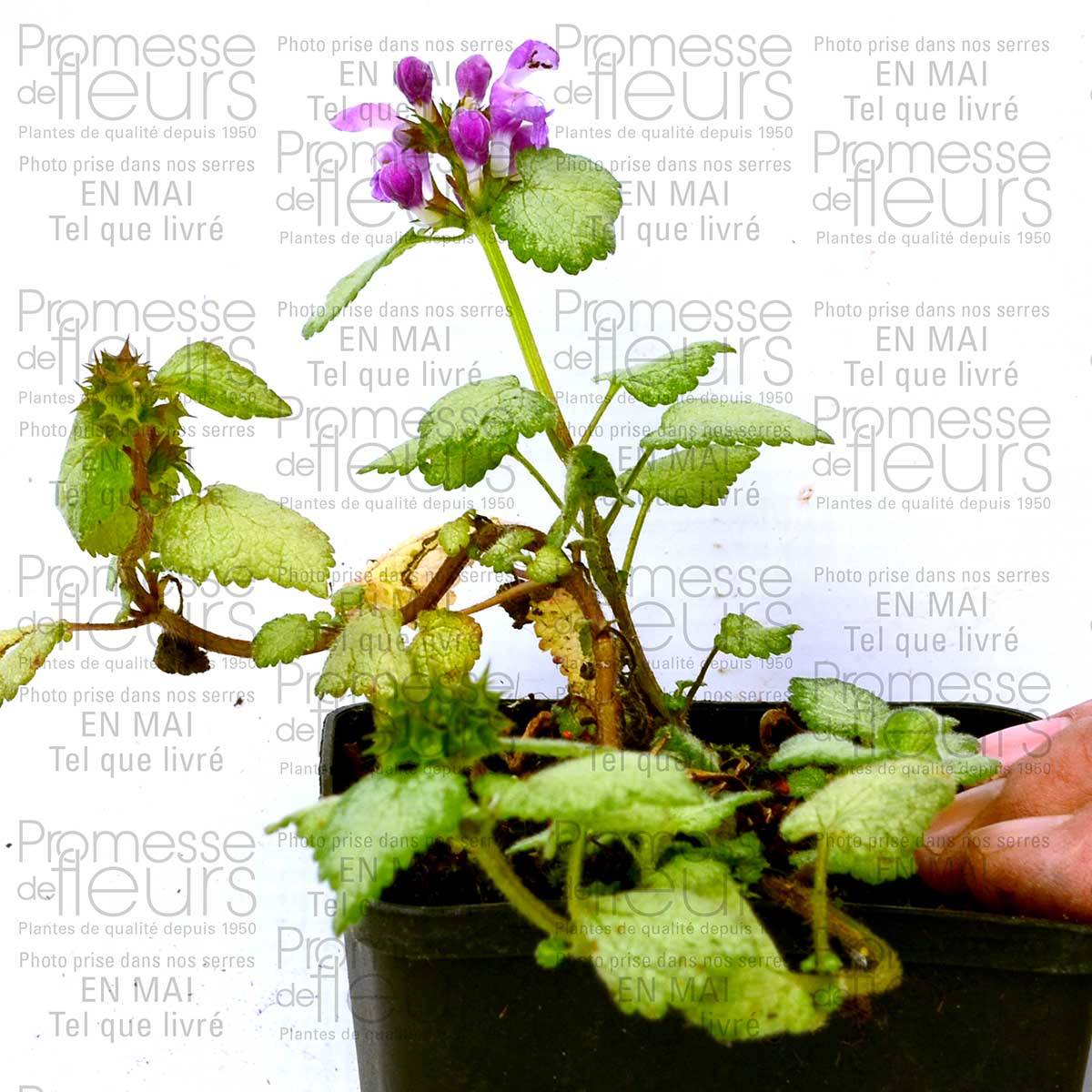 Lamium maculatum Red Nancy - Lamier pourpre Godet de 8/9 cm - Image 3