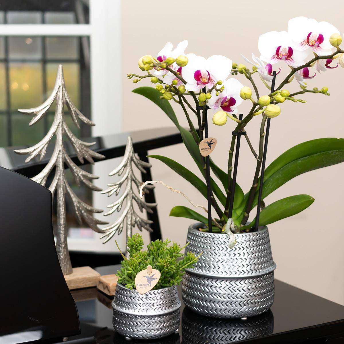 La Green Touch - Orchidée Amabilis Blanche et son pot- La Green Touch Argenté D12 - Hauteur 35cm - Imagen 2