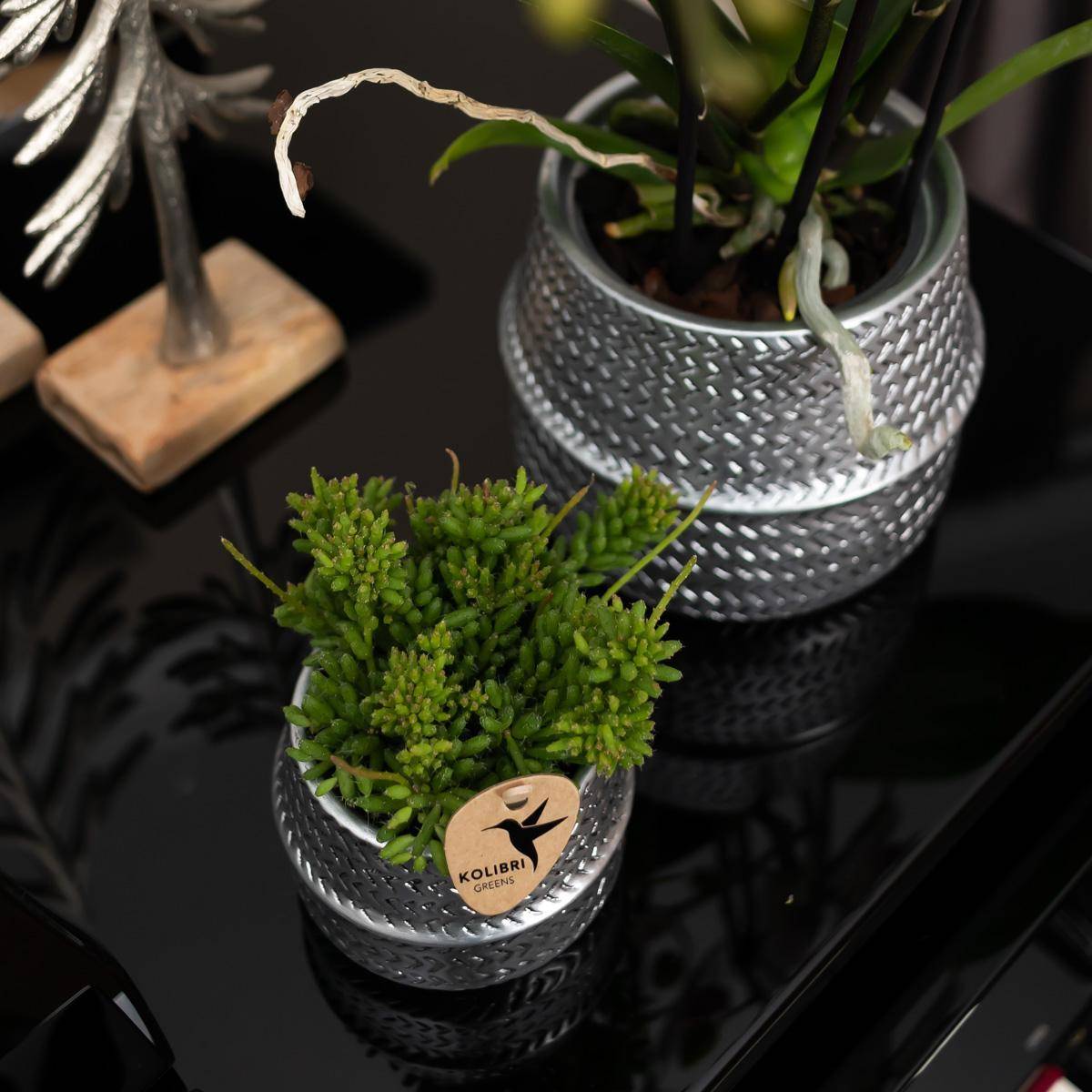 La Green Touch - Orchidée Amabilis Blanche et son pot- La Green Touch Argenté D12 - Hauteur 35cm - Imagen 3