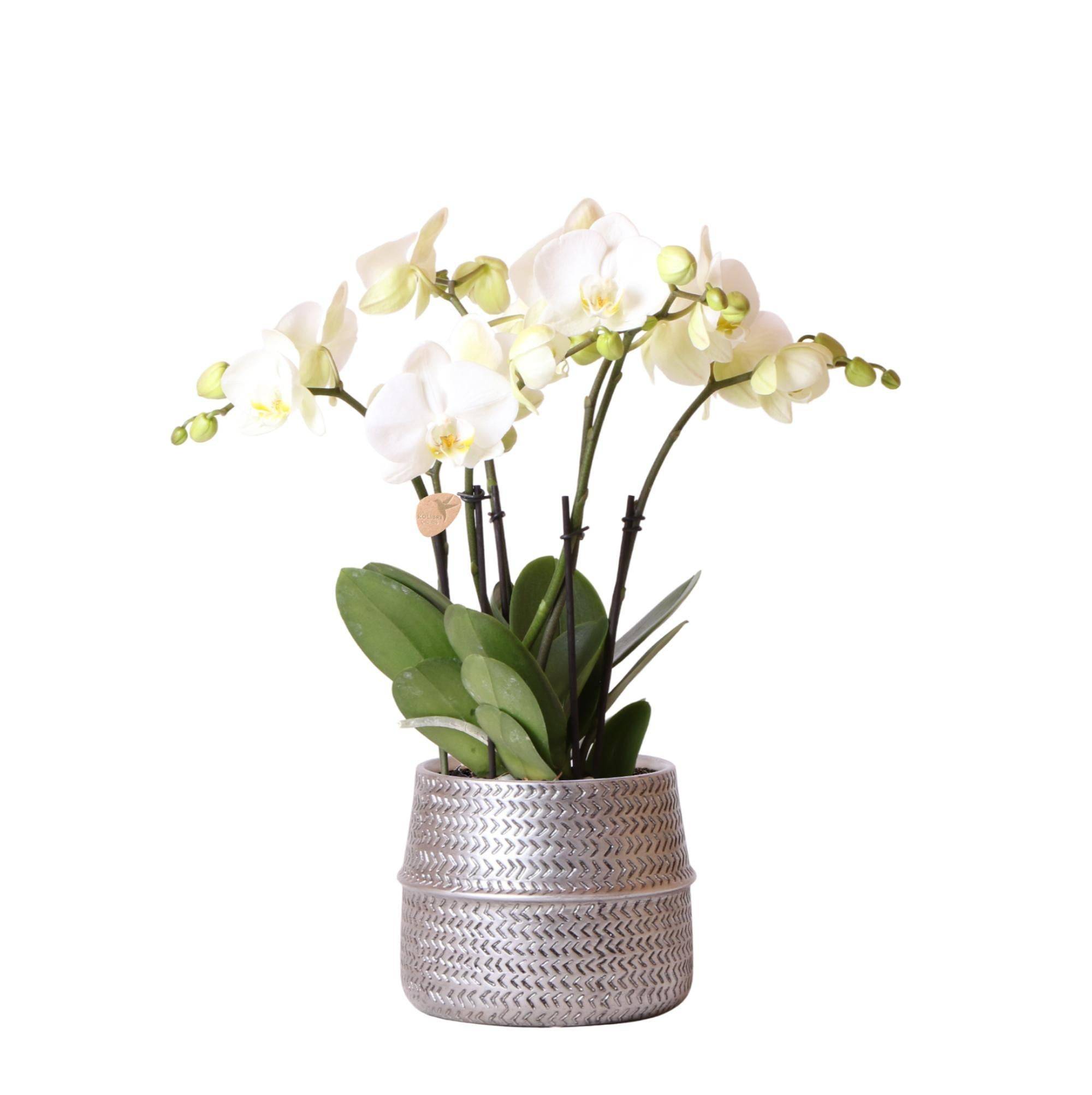 La Green Touch - Orchidée Amabilis Blanche et son pot- La Green Touch Argenté D12 - Hauteur 35cm - Imagen 1