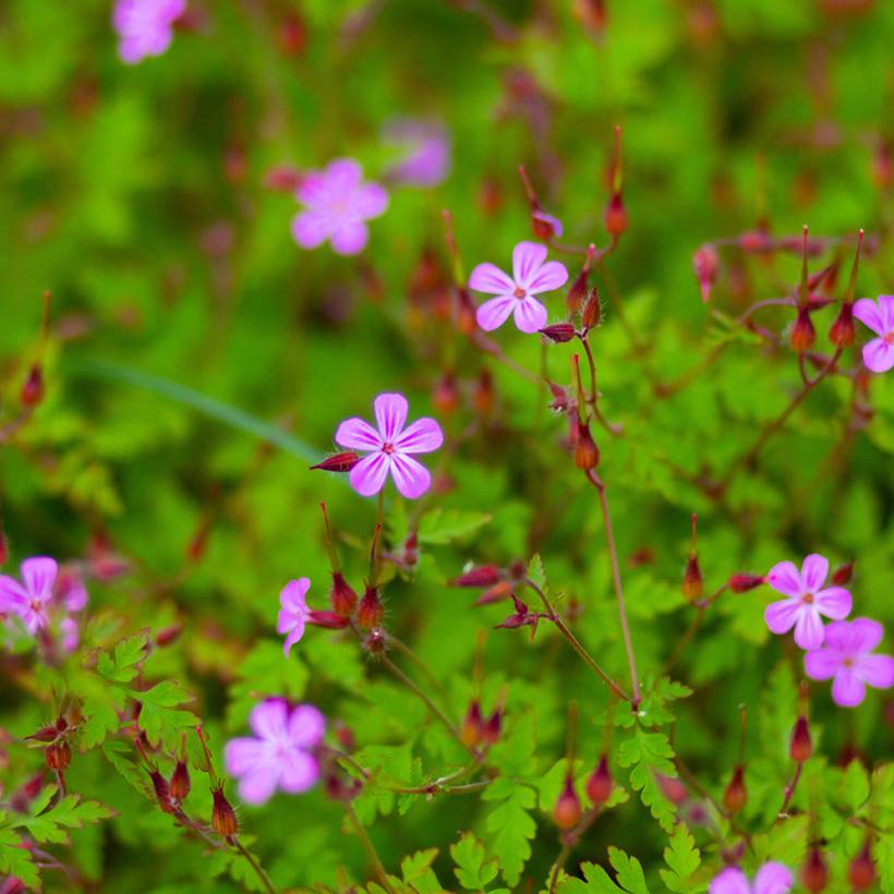 Geranium robertianum - Géranium Herbe à Robert Godet de 8/9 cm