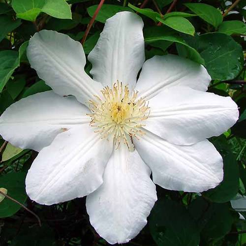 Gardenersdream - Clématite blanche plante grimpante florifère rustique en pot - GardenersDream - Image 2