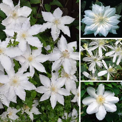 Gardenersdream - Clématite blanche plante grimpante florifère rustique en pot - GardenersDream - Image 1