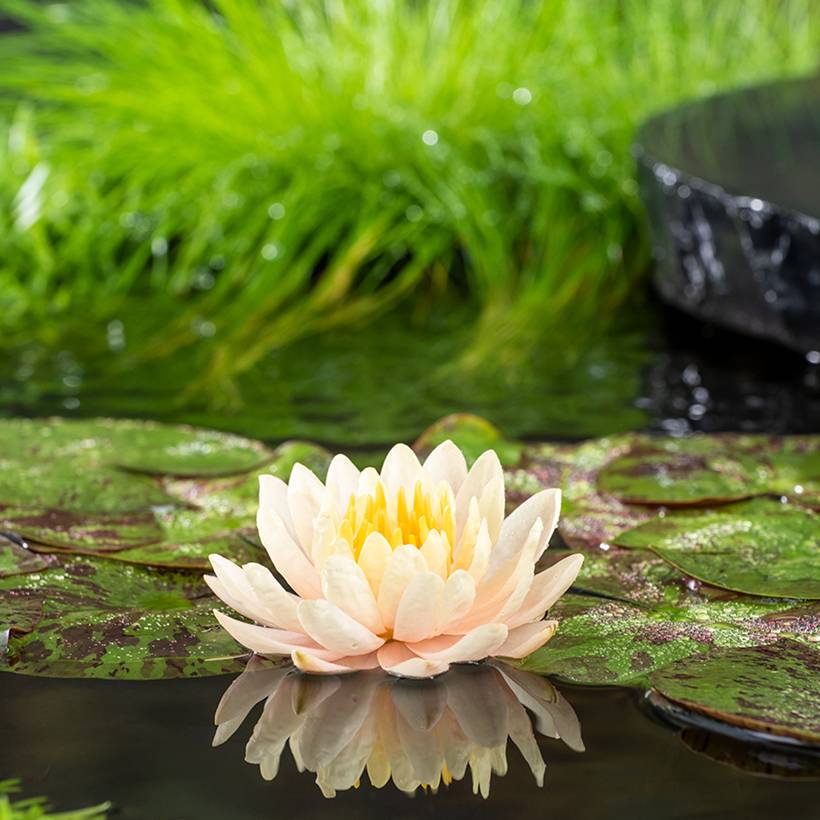 Promesse de Fleurs - Nymphaea Clyde Ikins - Nénuphar rustique jaune cuivré Pot de 3L/4L