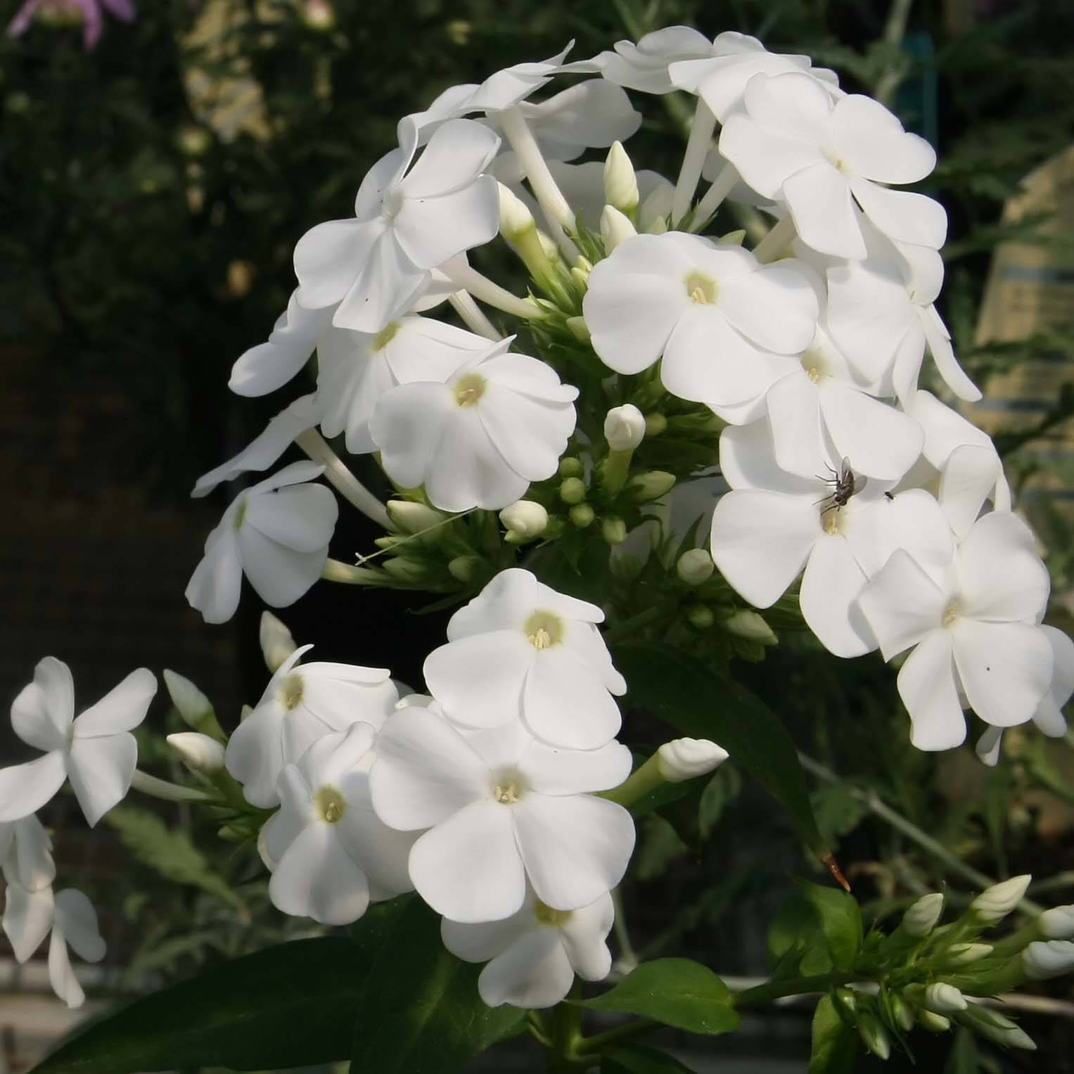 Phlox paniculata David Godet de 8/9 cm