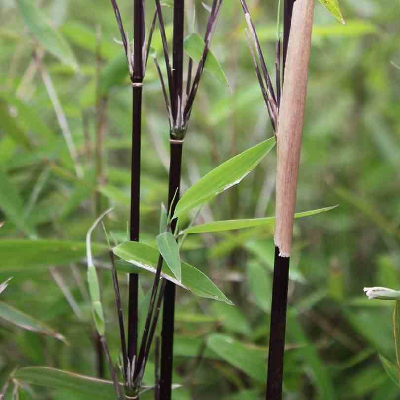 0 - Fargesia nitida "Blackpearl" (Bambou non traçant) Pot 30 Litres - 150/175cm - 10/15 cannes