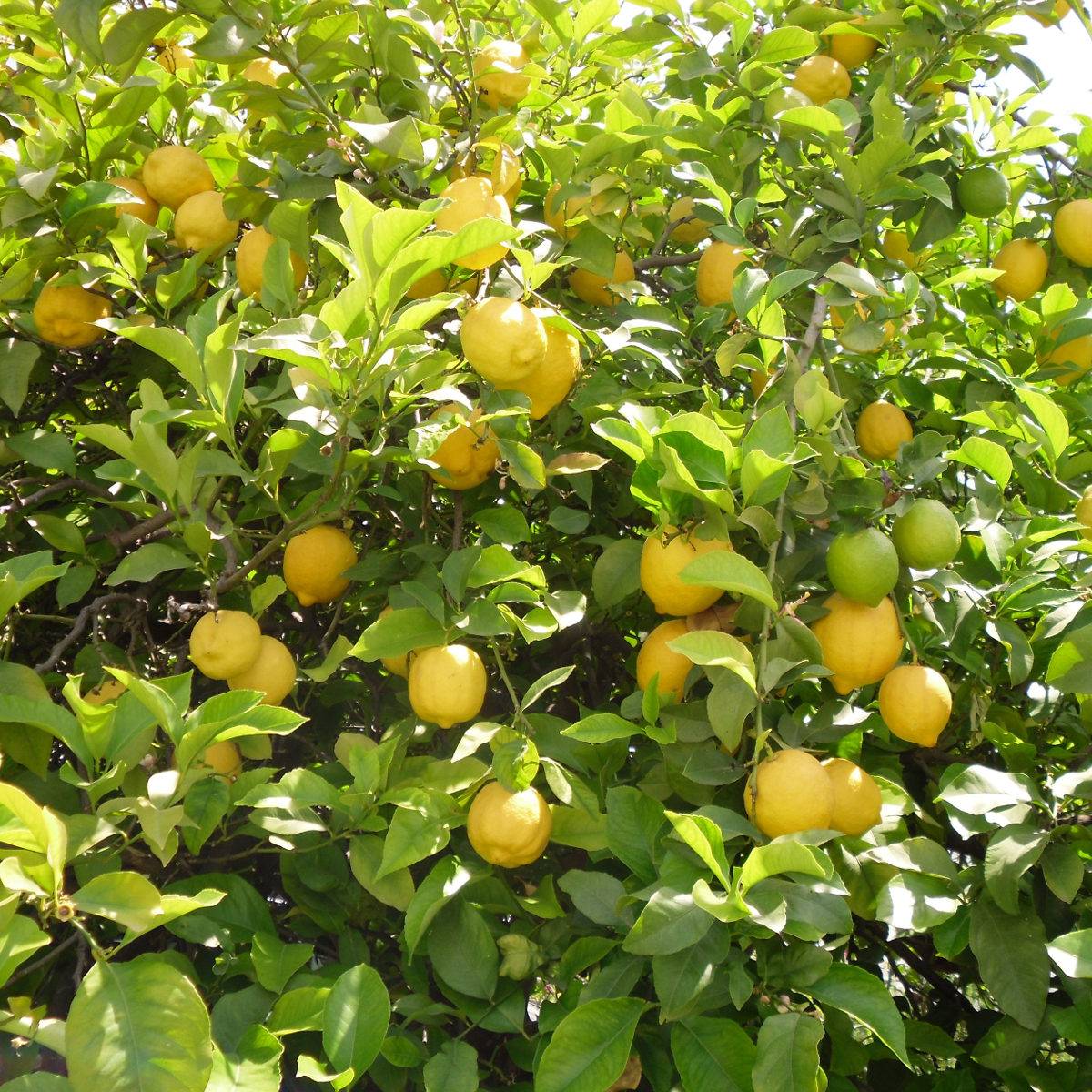 Citronnier des 4 saisons - Citrus limon Pot de 2L/3L, Buisson, Touffe