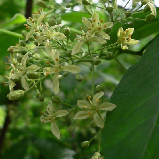 Ptelea trifoliata - Orme de Samarie Pot de 3L/4L