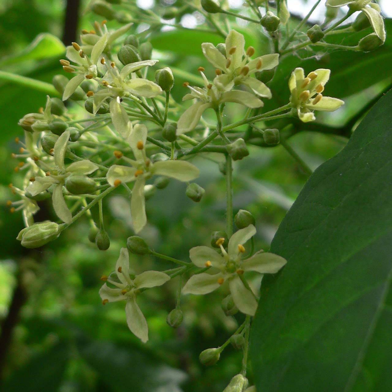 Ptelea trifoliata - Orme de Samarie Pot de 3L/4L