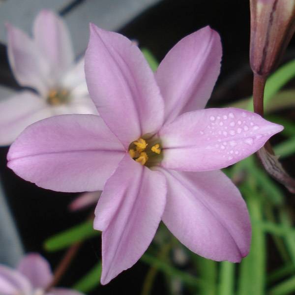 Promesse de Fleurs - Ipheion uniflorum Charlotte Bishop Bulbe calibre I (par 10)