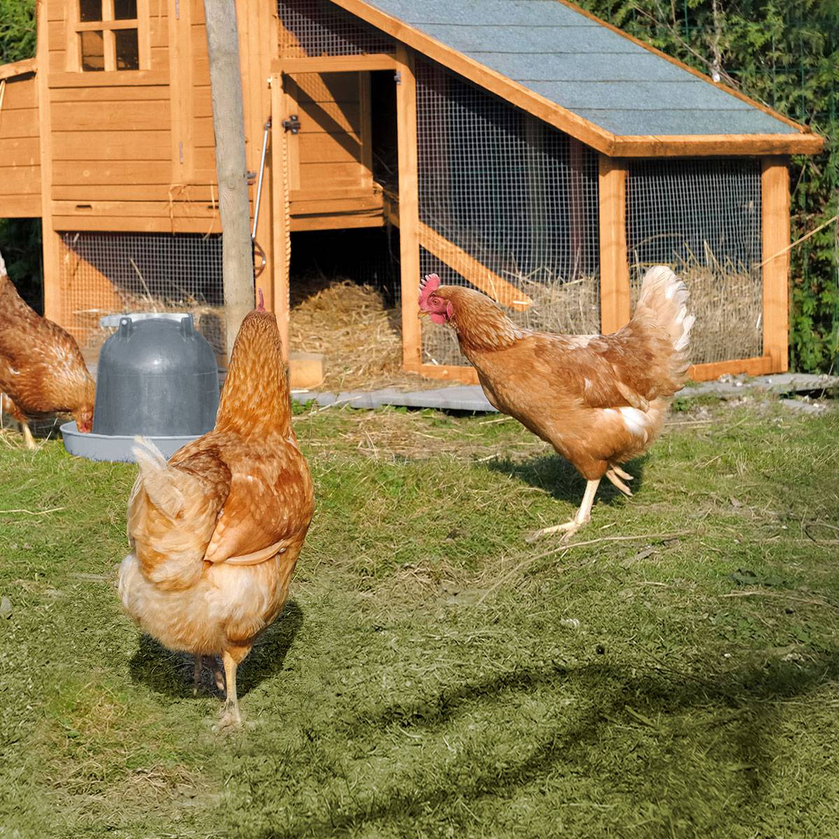 Poulailler en bois 3 poules Minnesota - Cémonjardin - Imagen 1