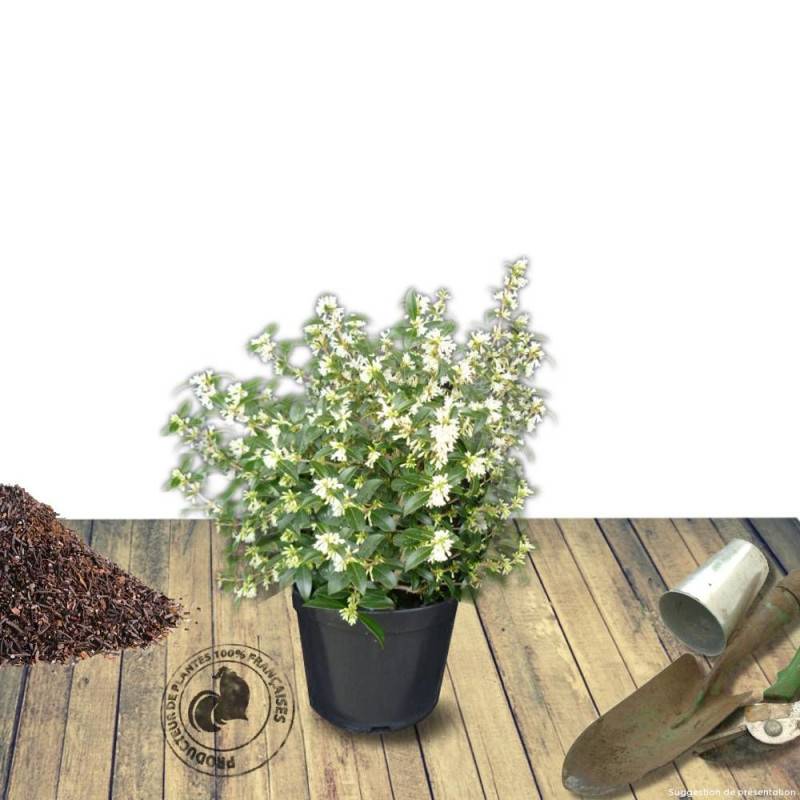 Osmanthe de Burkwood, Osmanthus à fleurs Blanche - feuillage Persistant - Pot de 7,5L - 60/80 cm-  hauteur à maturité De 2,50 m à 3,00 m - Imagen 5