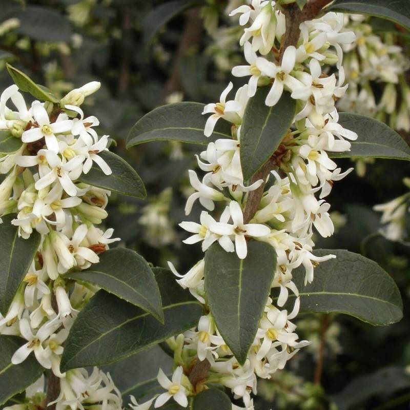 Osmanthe de Burkwood, Osmanthus à fleurs Blanche - feuillage Persistant - Pot de 7,5L - 60/80 cm- hauteur à maturité De 2,50 m à 3,00 m - Image 1