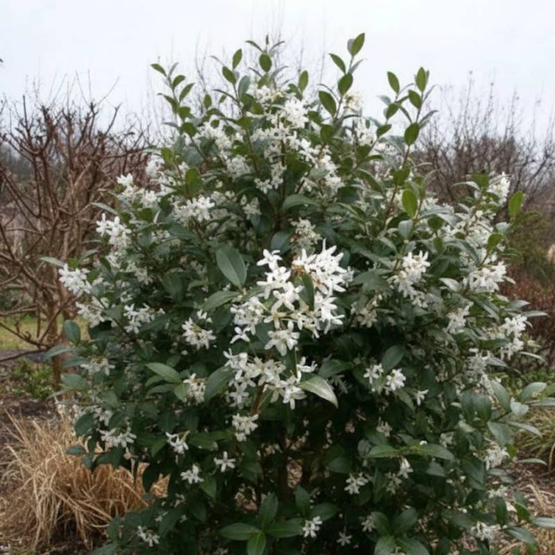 Osmanthe de Burkwood, Osmanthus à fleurs Blanche - feuillage Persistant - Pot de 7,5L - 60/80 cm-  hauteur à maturité De 2,50 m à 3,00 m - Imagen 2