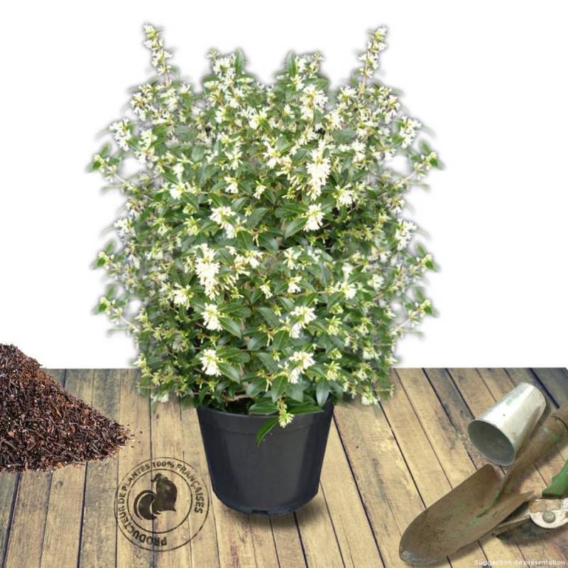 Osmanthe de Burkwood, Osmanthus à fleurs Blanche - feuillage Persistant - Pot de 7,5L - 60/80 cm-  hauteur à maturité De 2,50 m à 3,00 m - Imagen 7