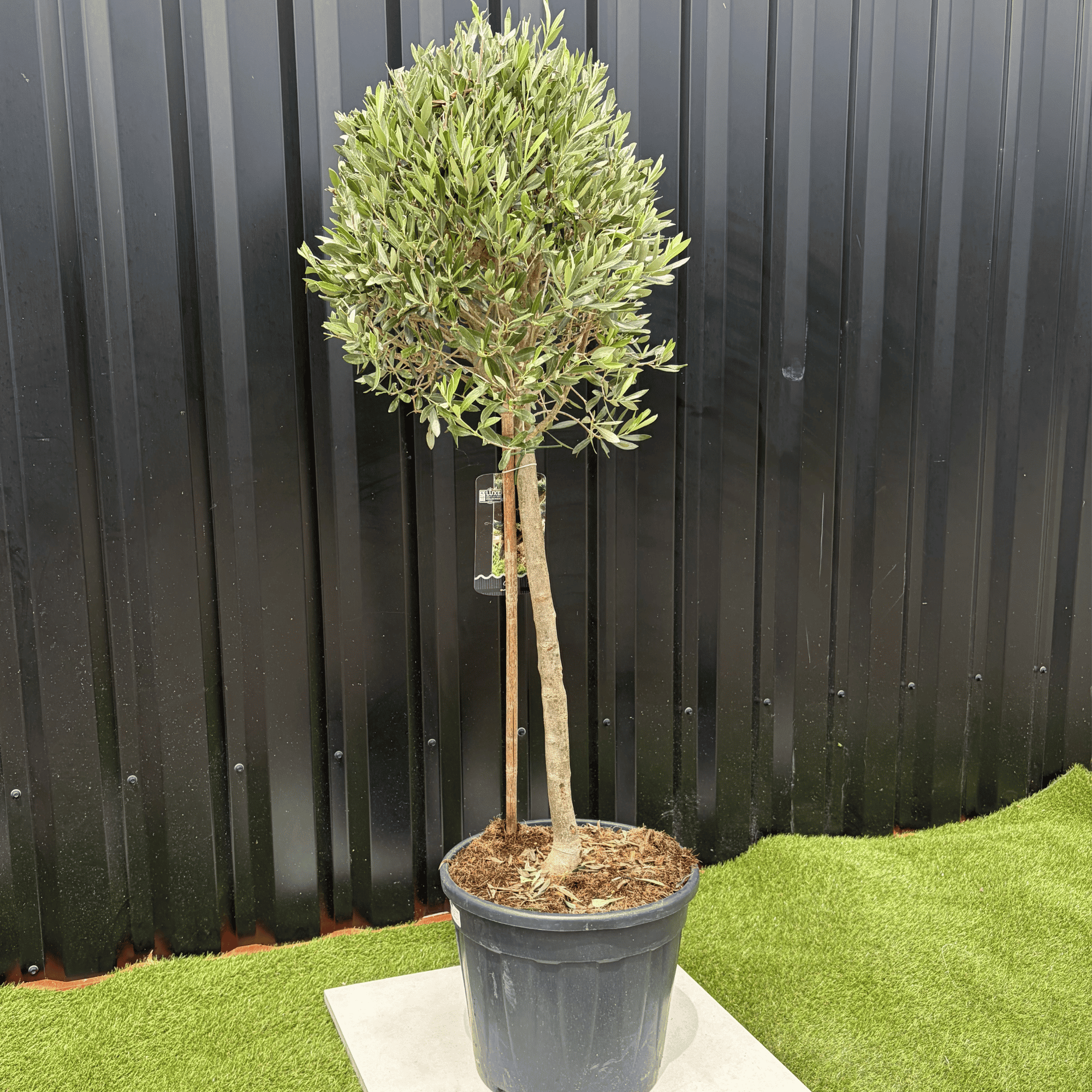 Olivier Europaea Tige Hauteur 120 cm - Image 3