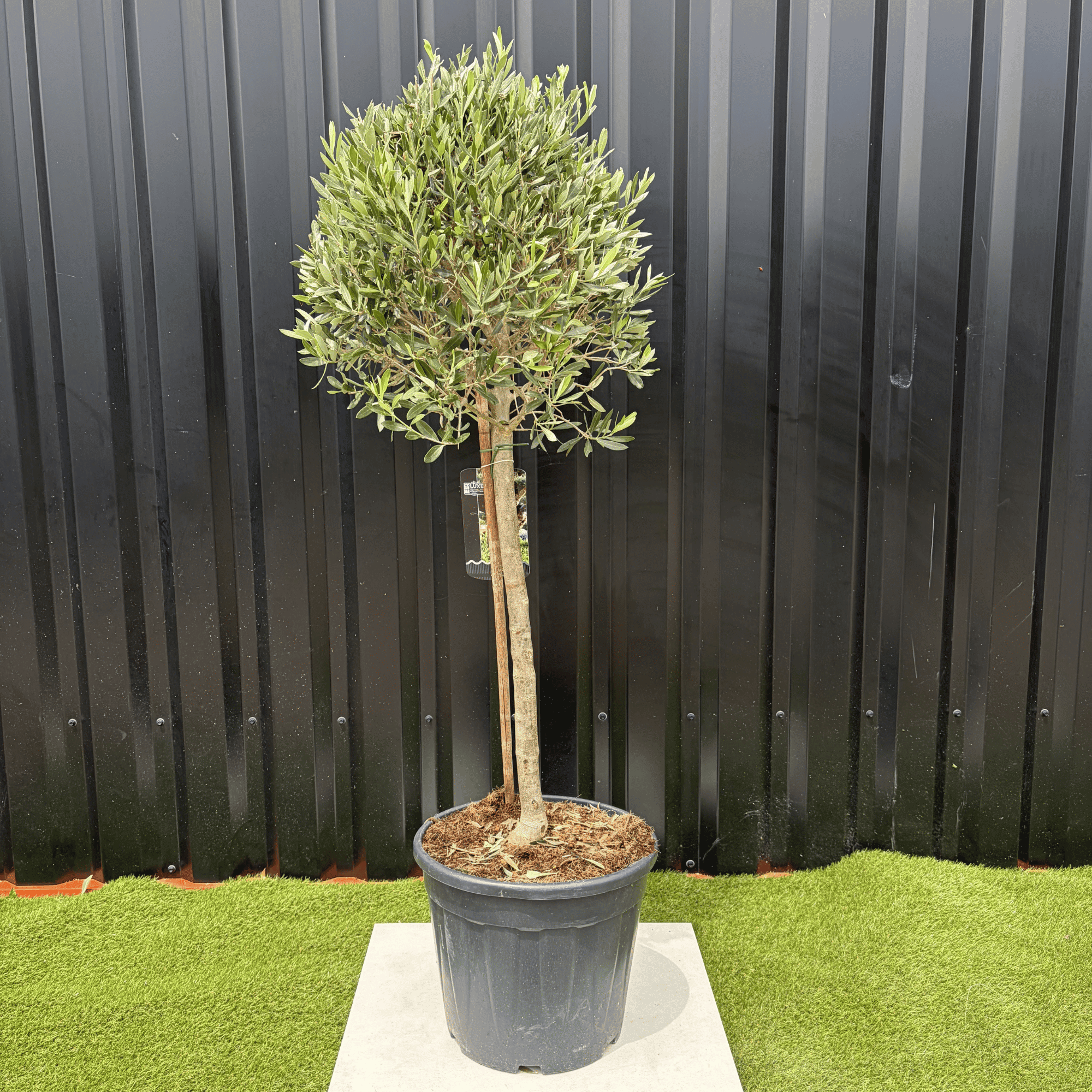 Olivier Europaea Tige Hauteur 120 cm - Image 1