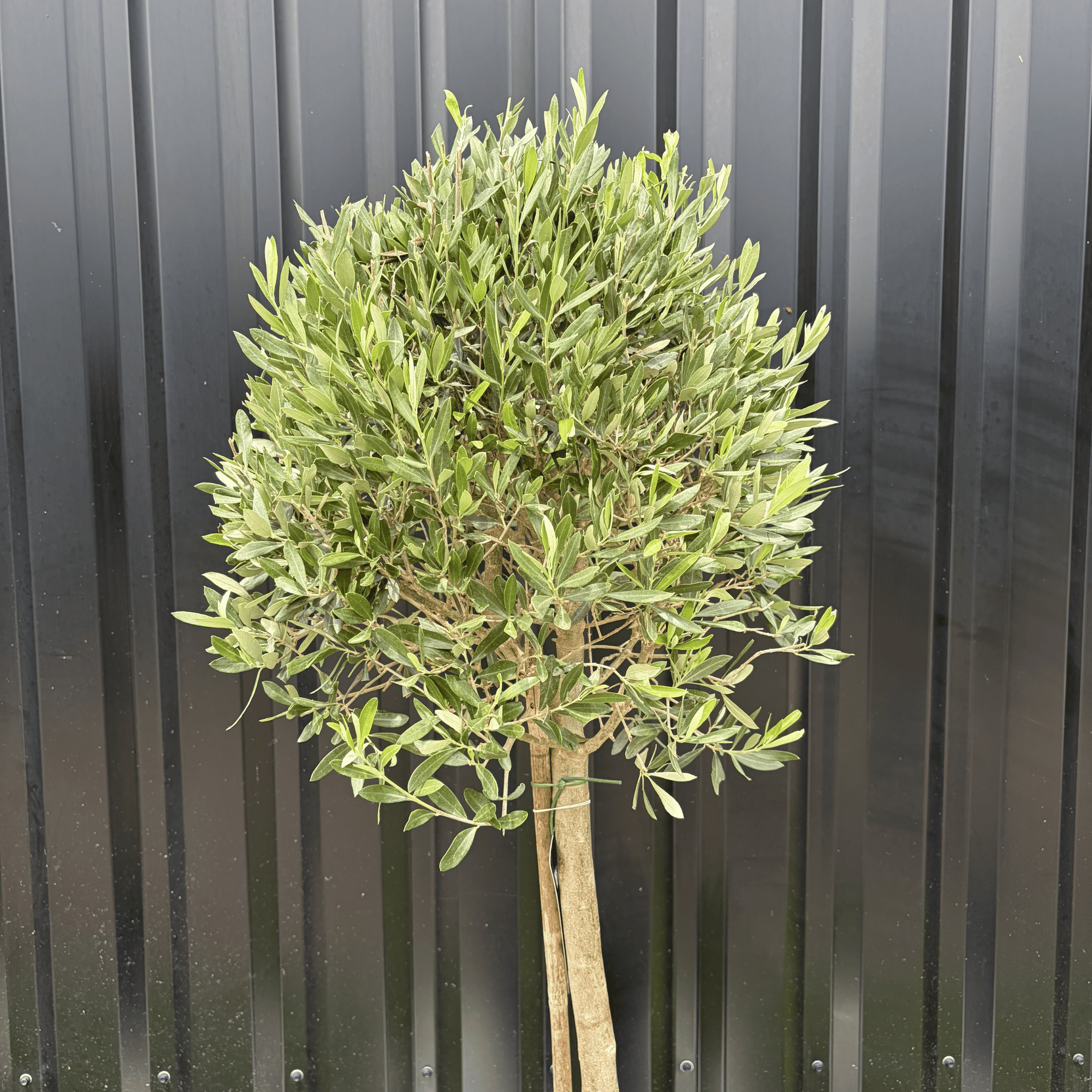 Olivier Europaea Tige Hauteur 120 cm - Image 2