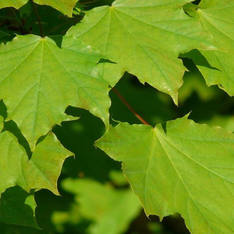 Érable plane, Acer platanoides - Pot de 30L - Tige 10/12- 175/200 cm - Image 5