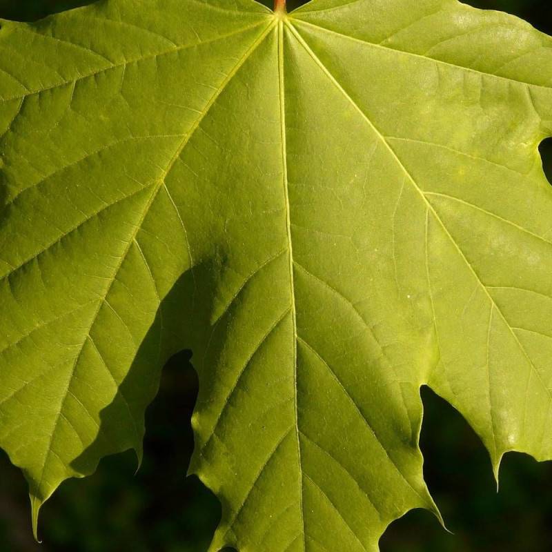 Érable plane, Acer platanoides - Pot de 30L - Tige 10/12- 175/200 cm - Image 8