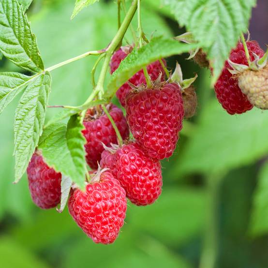 Framboisier Primeberry Autumn Chef - Rubus idaeus Pot de 1,5L/2L, Touffe