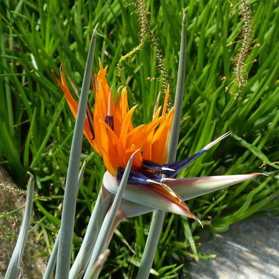 Graines d'Oiseau de Paradis - Strelitzia reginae le sachet de 8 graines environ