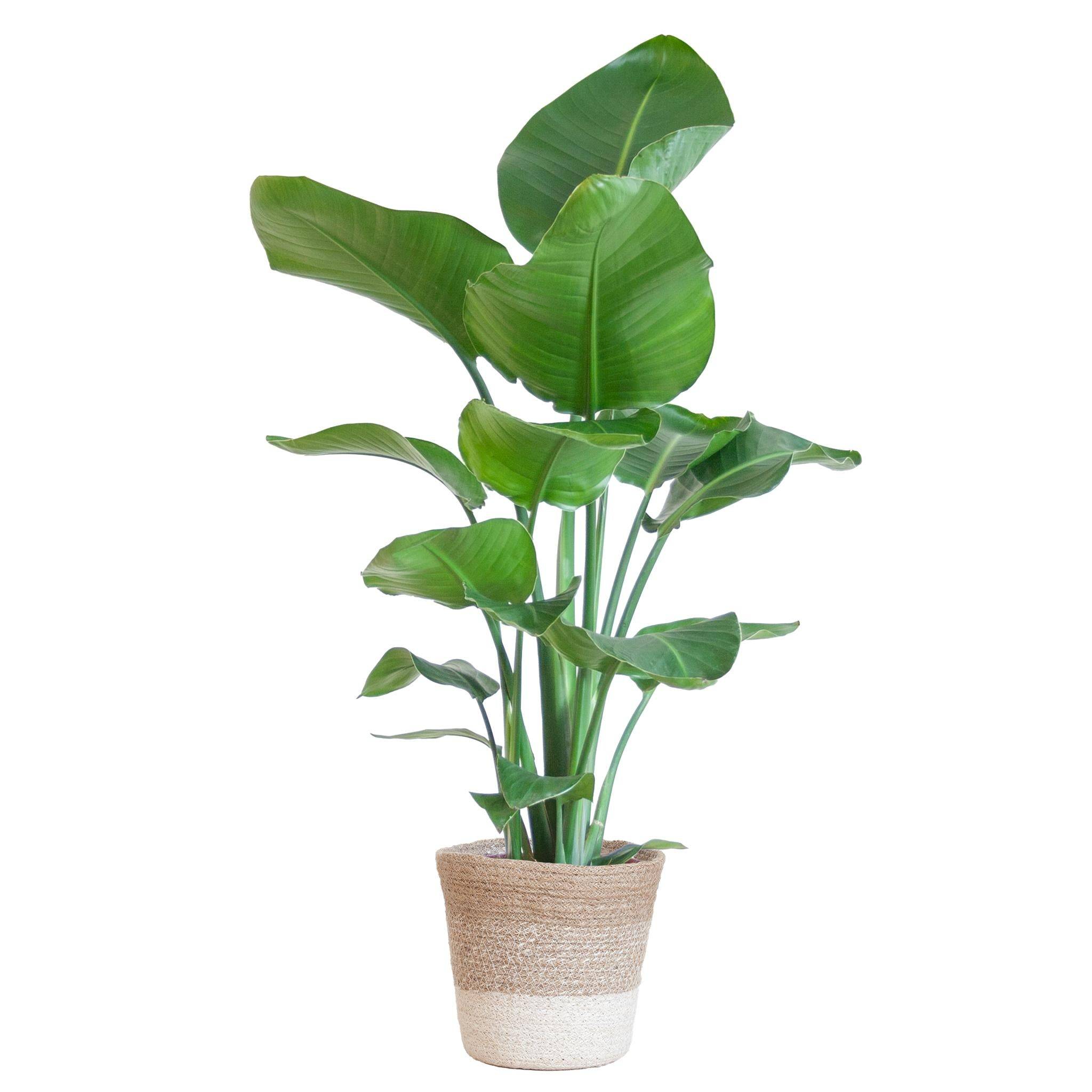 Strelitzia Nicolai et son pot- La Green Touch Panier Blanc - Hauteur 80cm