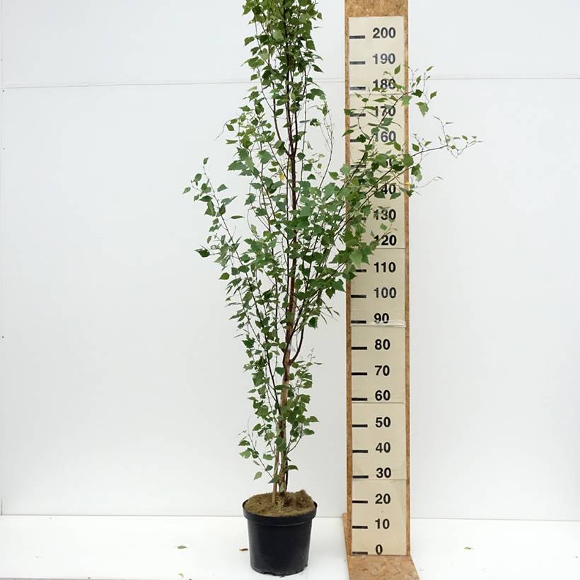 Promesse de Fleurs - Betula pendula Fastigiata - Bouleau fastigié Pot de 7,5L/10L, Tige - Image 2