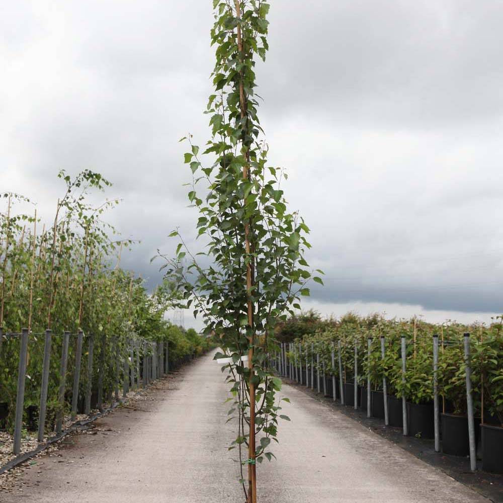 Promesse de Fleurs - Betula pendula Fastigiata - Bouleau fastigié Pot de 7,5L/10L, Tige