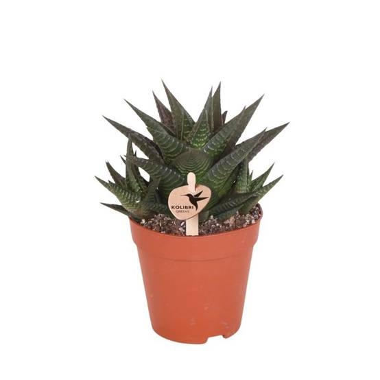 Succulente Haworthia Limifolia - Ø9cm - ↕18cm - Plantes d'intérieur - Image 1