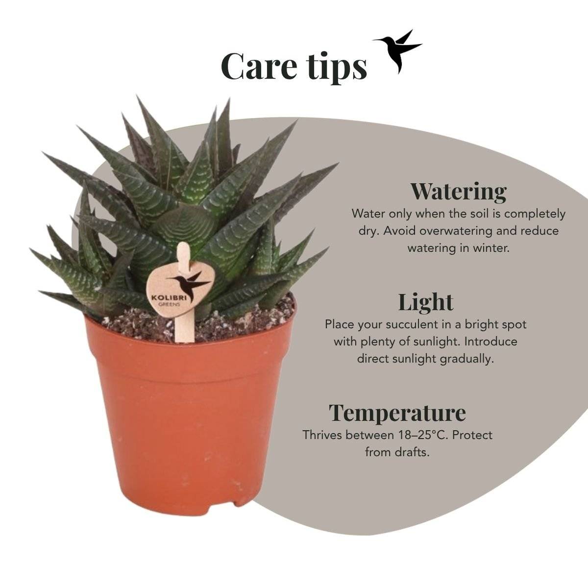 Succulente Haworthia Limifolia - Ø9cm - ↕18cm - Plantes d'intérieur - Image 2
