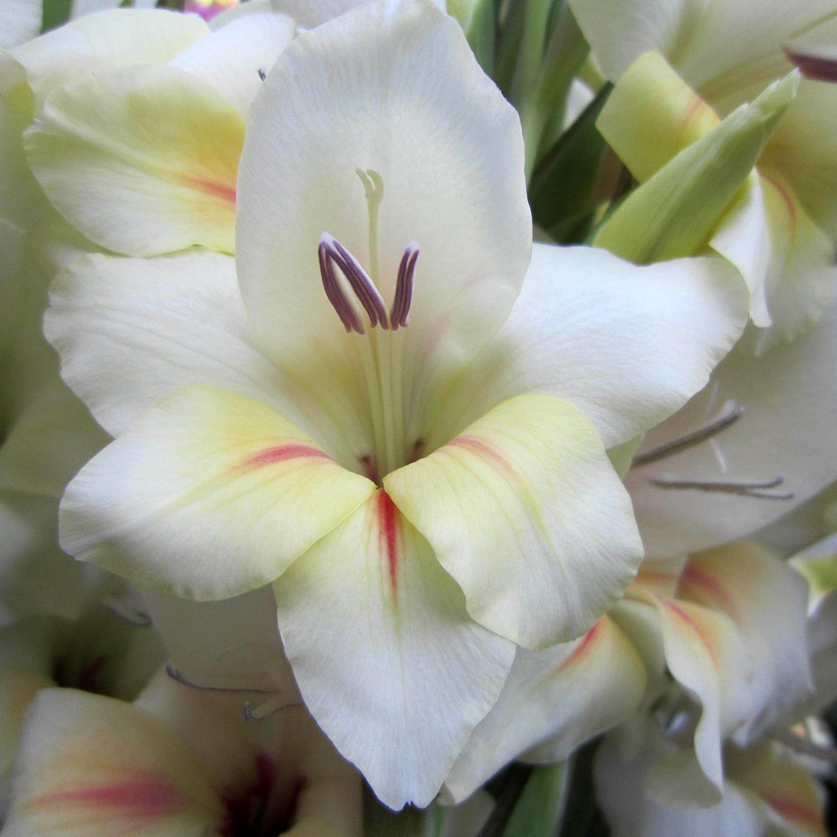 Gladiolus Colvillei Red Drizzle - Glaïeul Nain écarlate Bulbe Calibre 10 Par 15 67c1bdfe7f88c92af1928789