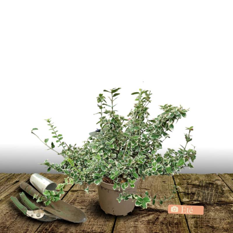 Fusain persistant Emerald Gaiety, Euonymus - Pot de 3L - 20/40 cm - Image 3