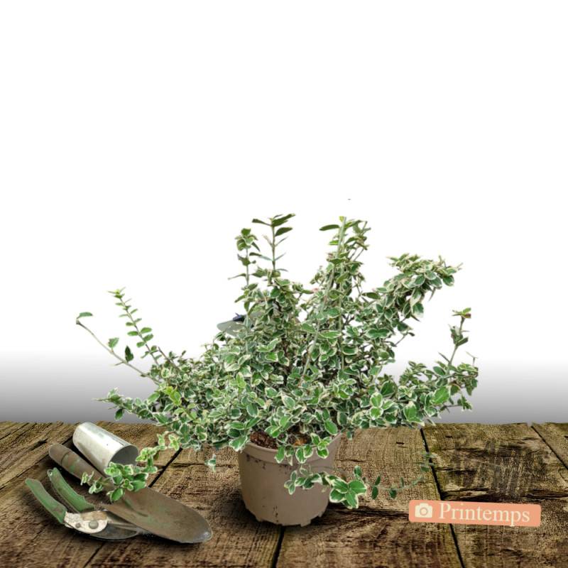 Fusain persistant Emerald Gaiety, Euonymus - Pot de 3L - 20/40 cm - Image 5