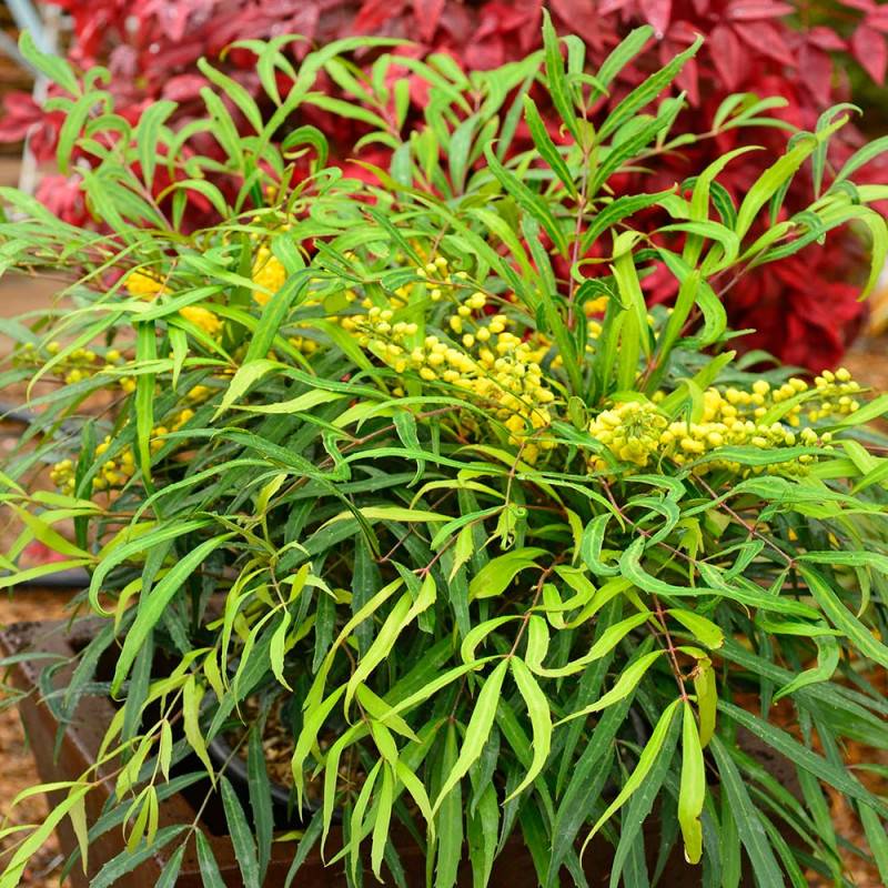 Mahonia à feuilles de houx Sweet Winter à fleurs Jaune/ - feuillage Persistant - Pot de 3L - 20/40 cm - Image 7