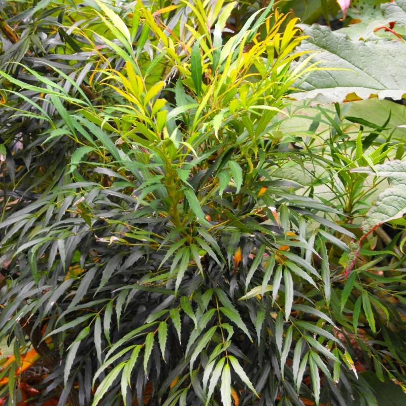 Mahonia à feuilles de houx Sweet Winter à fleurs Jaune/ - feuillage Persistant - Pot de 3L - 20/40 cm - Imagen 3