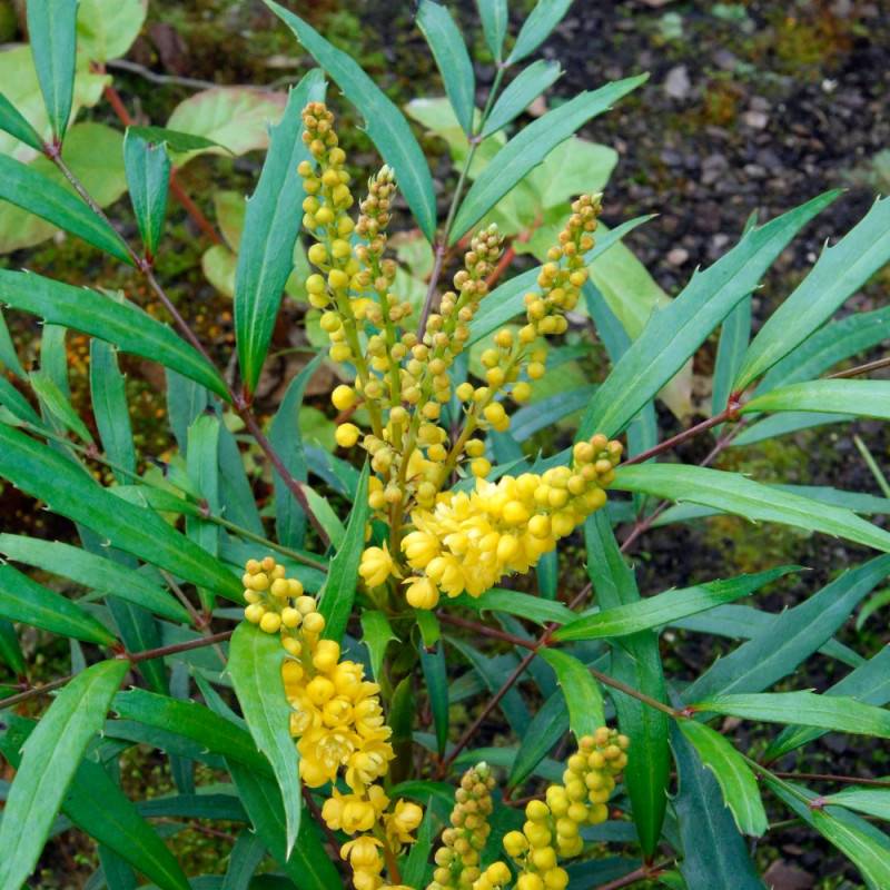 Mahonia à feuilles de houx Sweet Winter à fleurs Jaune/ - feuillage Persistant - Pot de 3L - 20/40 cm - Image 8