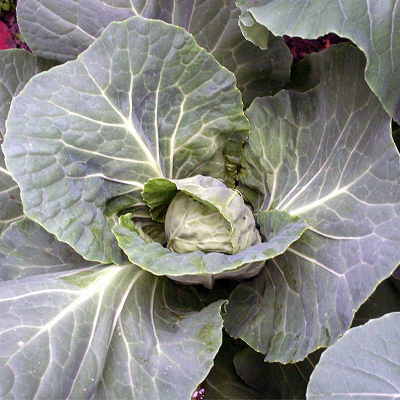 Chou Brocoli Vert Calabrais le sachet de 200 graines environ (1g)