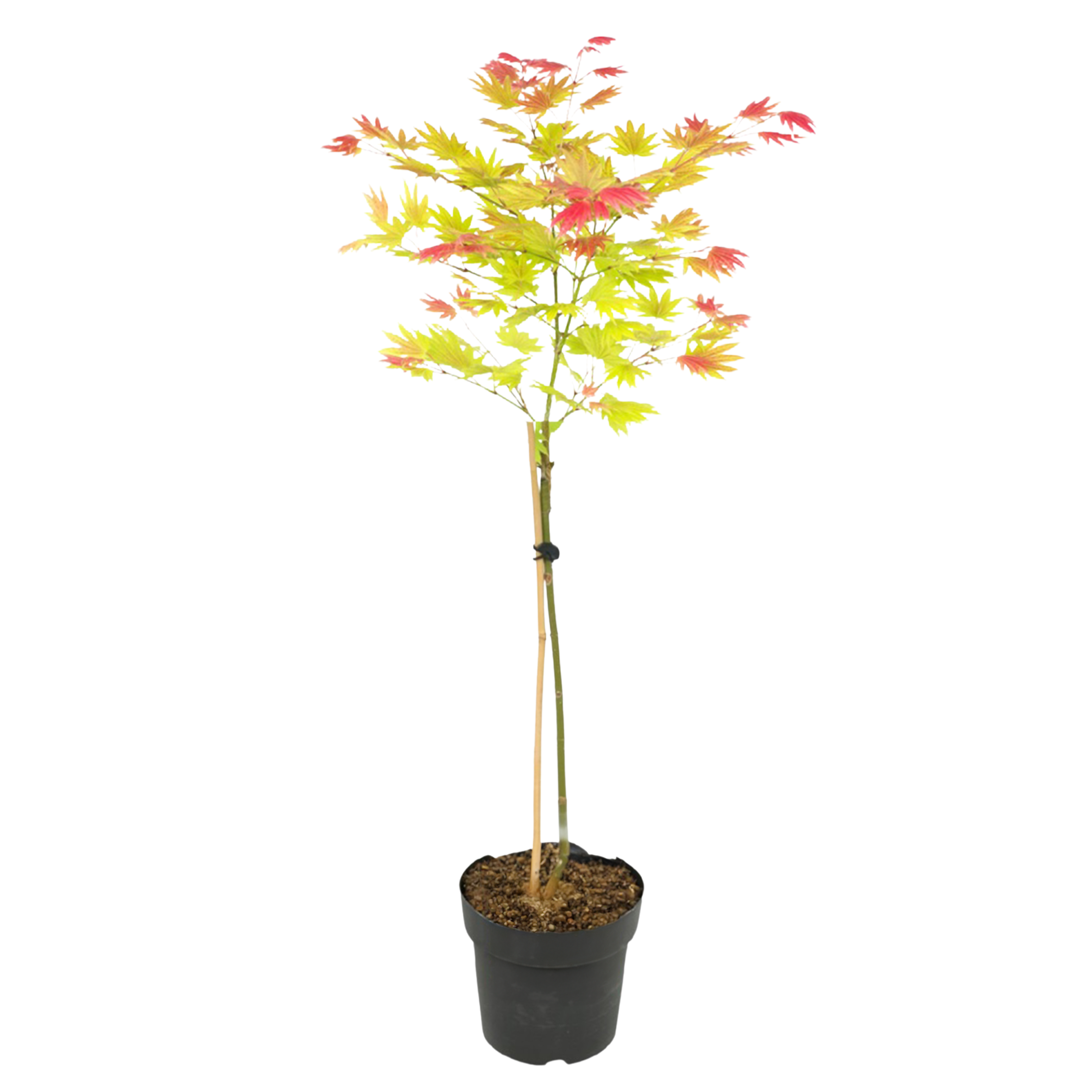 Érable du Japon - Acer palmatum 'Moonrise' - Hauteur 80-90cm - ⌀19cm - Image 1