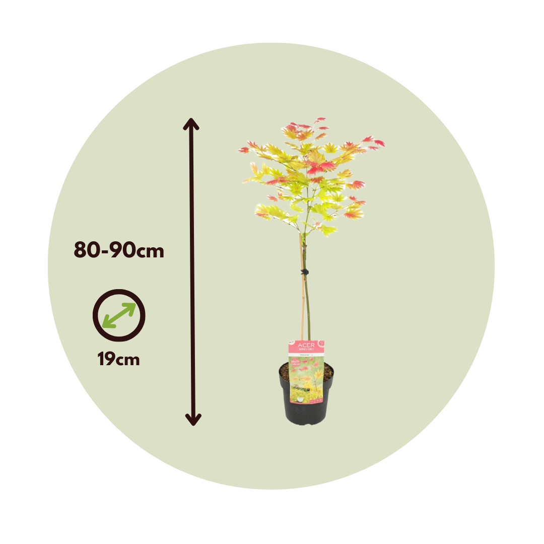 Érable du Japon - Acer palmatum 'Moonrise' - Hauteur 80-90cm - ⌀19cm - Image 6